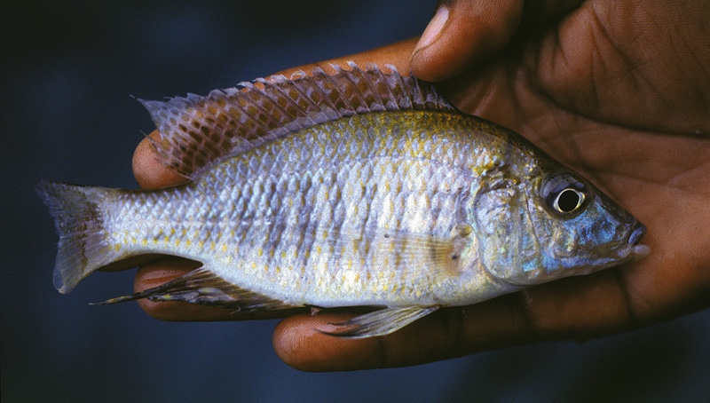 Aulonocara guentheri 'Thumbi East Island'
